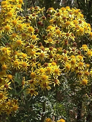 photo of Ragwort