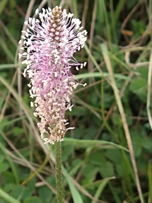 photo of Hoary Plantain