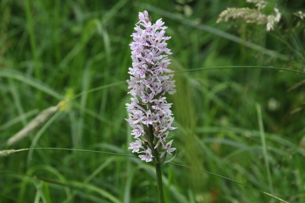 photo of Common Spotted Orchid