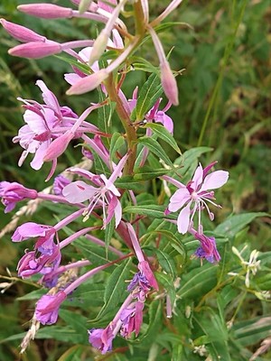 photo of Rosebay Willowherb