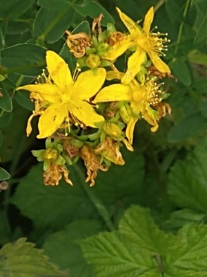 photo of Perforate St. John's Wort