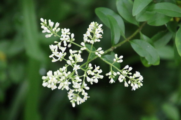 photo of Wild Privet