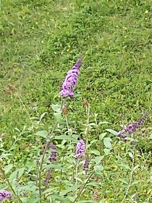 photo of Butterfly Bush