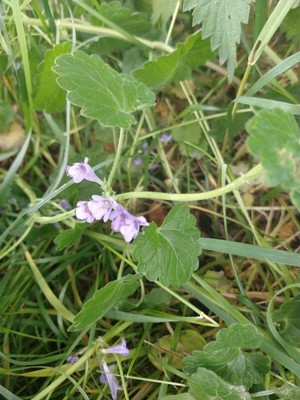 photo of Ground Ivy