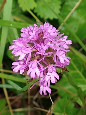 photo of Pyramidal Orchid