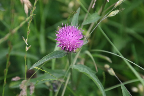 photo of Common Knapweed
