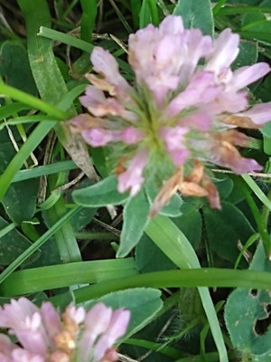 photo of Red Clover