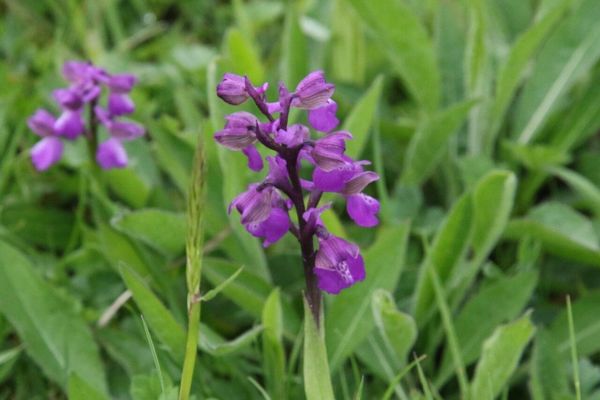 photo of Green Winged Orchid