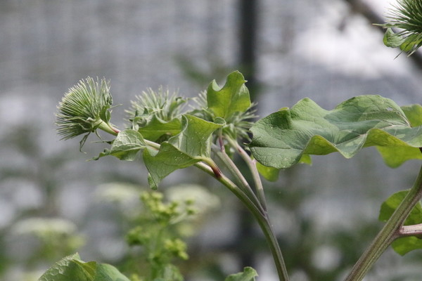 photo of Great Burdock