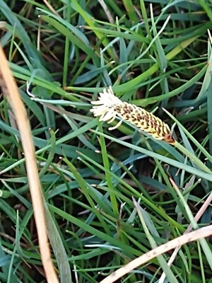 photo of Glaucous Sedge