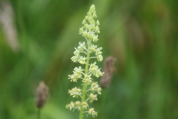 photo of Wild Mignonette