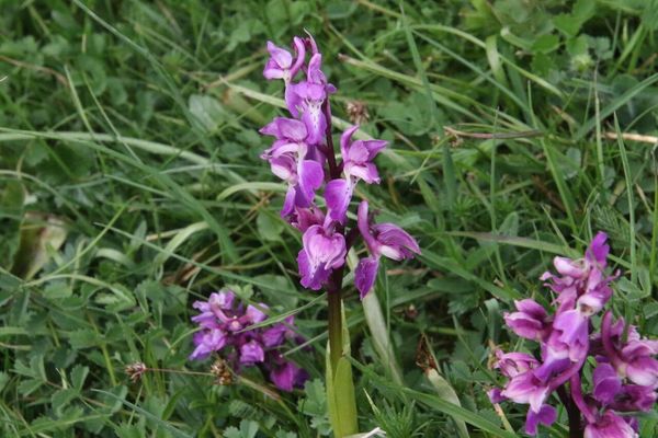 photo of Early Purple Orchid