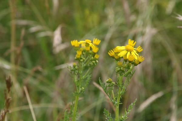photo of Ragwort