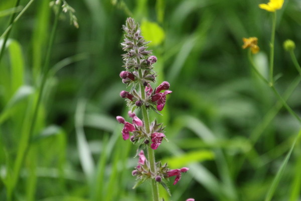 photo of Hedge Woundwort