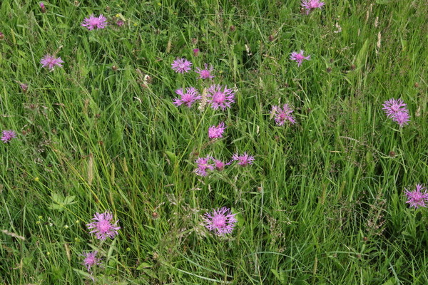 photo of Common Knapweed