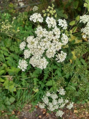photo of Hogweed
