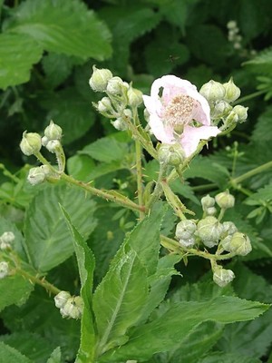 photo of Elm Leaved Bramble
