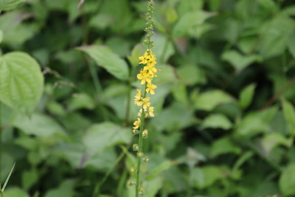 photo of Agrimonia gryposepala