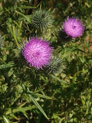 photo of Spear Thistle