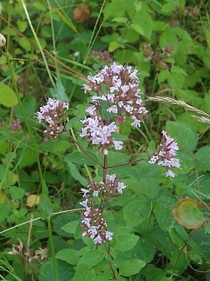 photo of Wild Marjoram