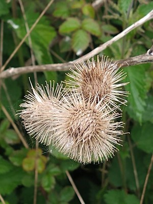 photo of Lesser Burdock