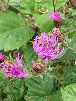 photo of Brown Knapweed