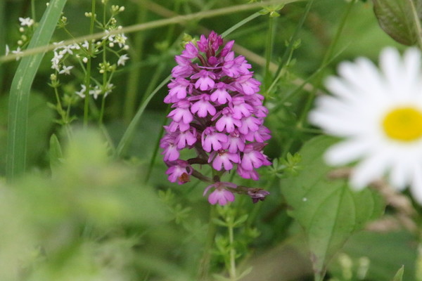 photo of Pyramidal Orchid