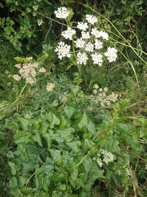 photo of Hogweed