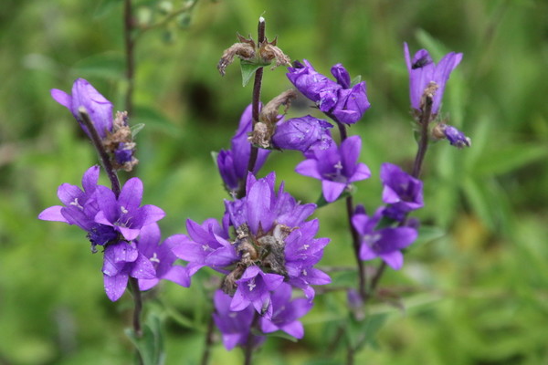 photo of Clustered Bellfower