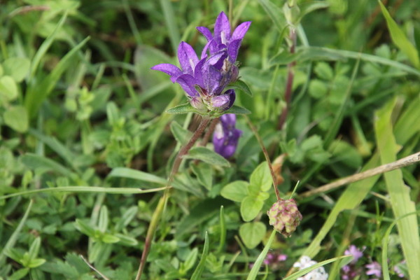 photo of Clustered Bellfower