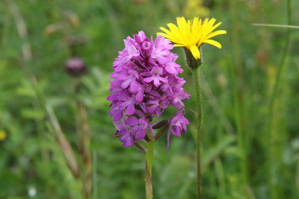 photo of Pyramidal Orchid