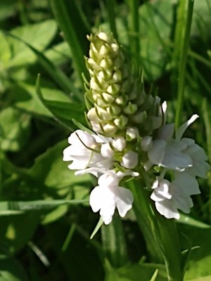 photo of Common Spotted Orchid