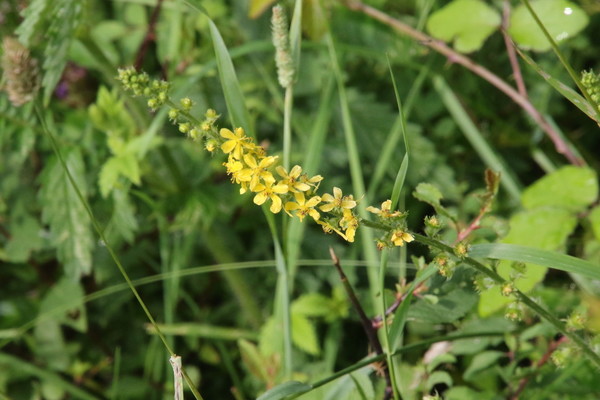 photo of Agrimony