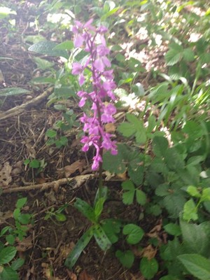 photo of Early Purple Orchid