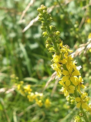 photo of Agrimony