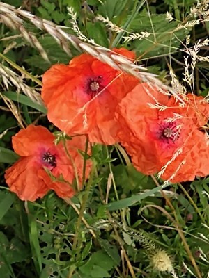 photo of Common Poppy