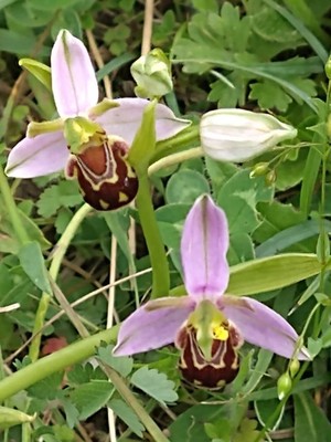 photo of Bee Orchid