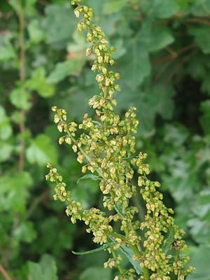photo of Curled Dock