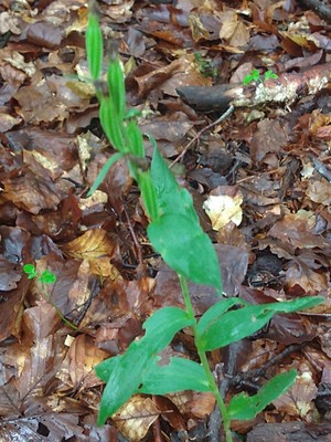 photo of Narrow Lipped Helleborine
