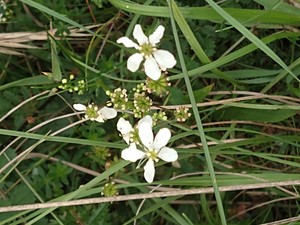 photo of Roman Pimpernel