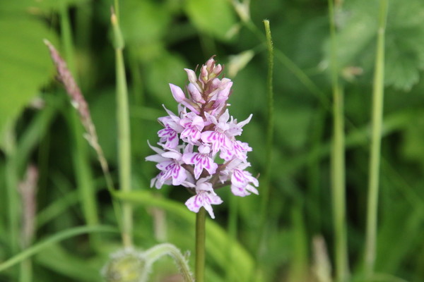 photo of Common Spotted Orchid