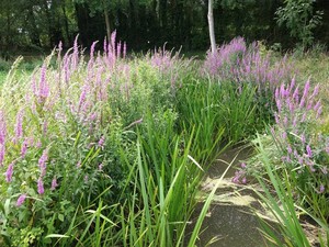 photo of Purple Loosestrife