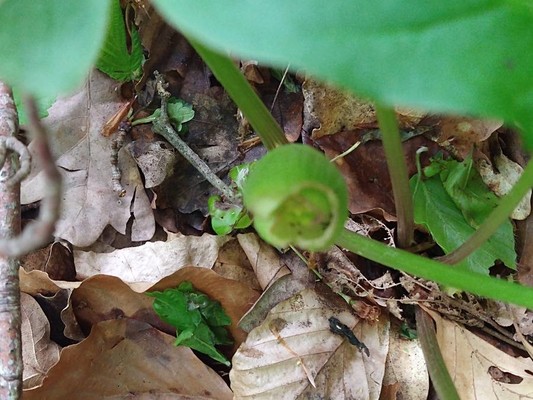 photo of Lords And Ladies