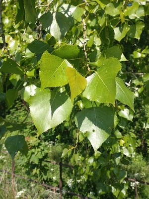photo of Black Poplar