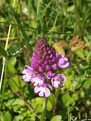 photo of Pyramidal Orchid