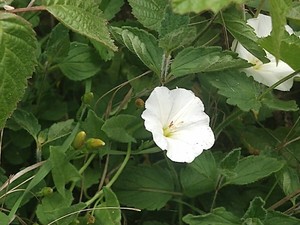 photo of Field Bindweed