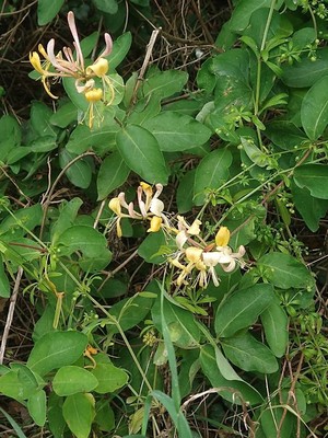 photo of Honeysuckle