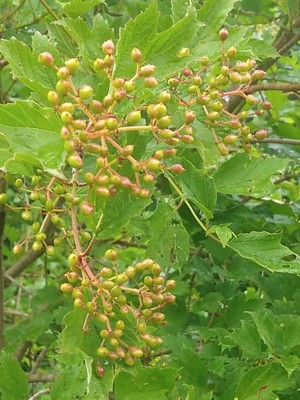 photo of Guelder Rose