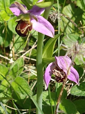 photo of Bee Orchid