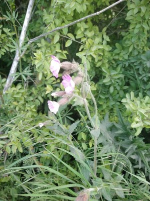photo of Red Campion